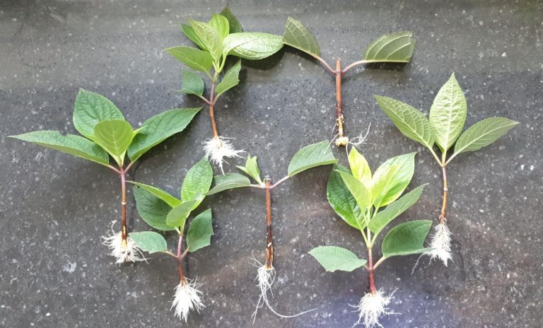 X-Stream Heated Aeroponics Propagator – Lavatera (Tree Mallow)