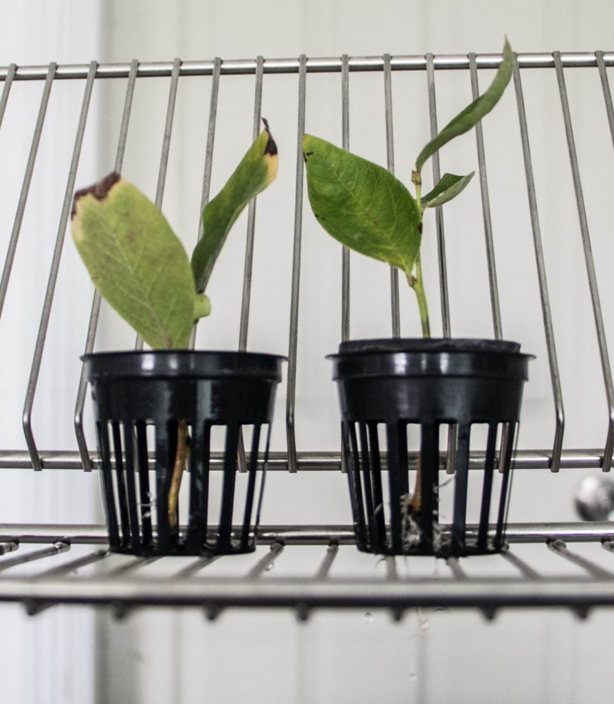 Aeroponics blueberry cuttings