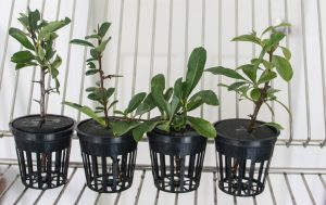 Read more about the article Aeroponics Pyracantha Cuttings – Aeroponics Series