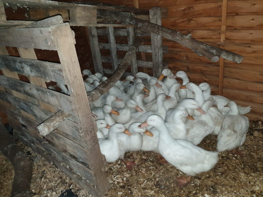 Ducks first night at Cranford Farm
