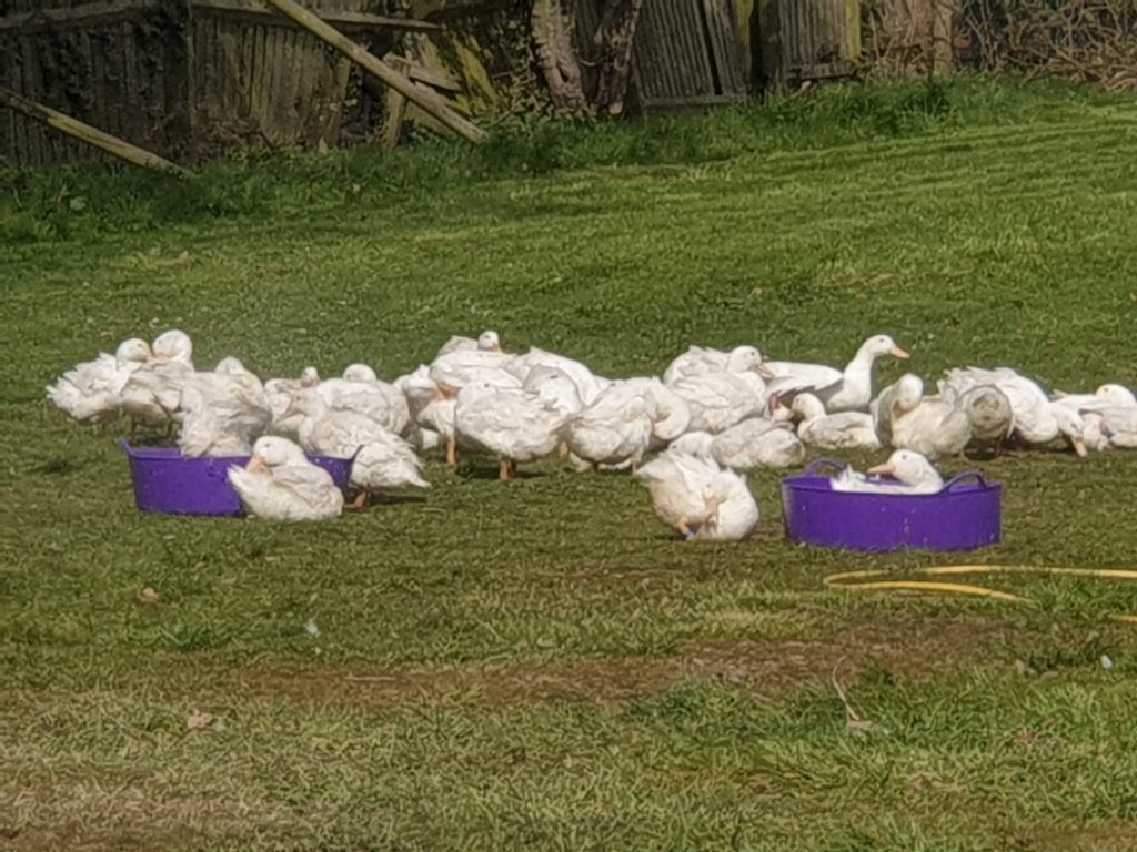 Cranford Farm Ducks