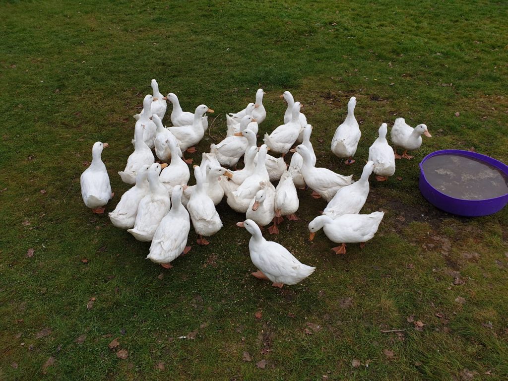Cranford Farm Ducks