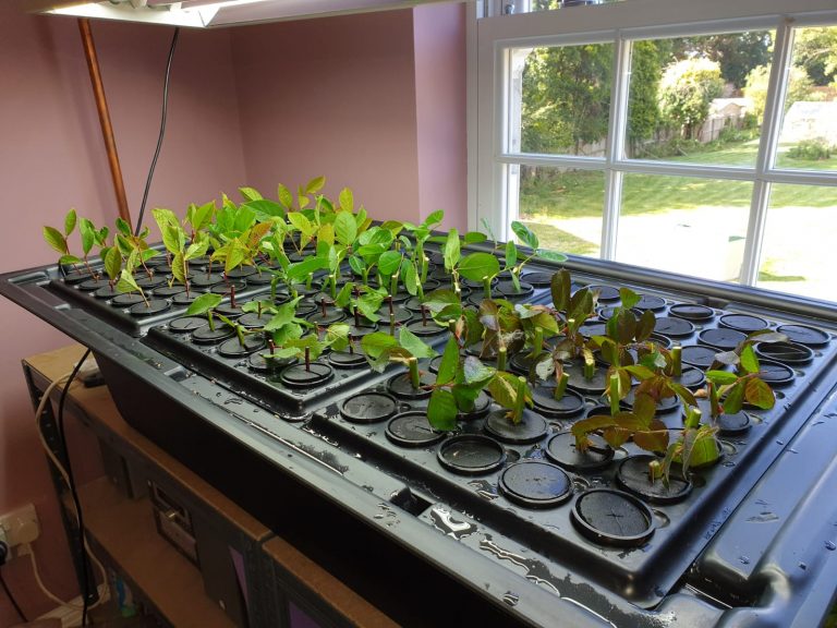 X-Stream Aeroponic Propagator