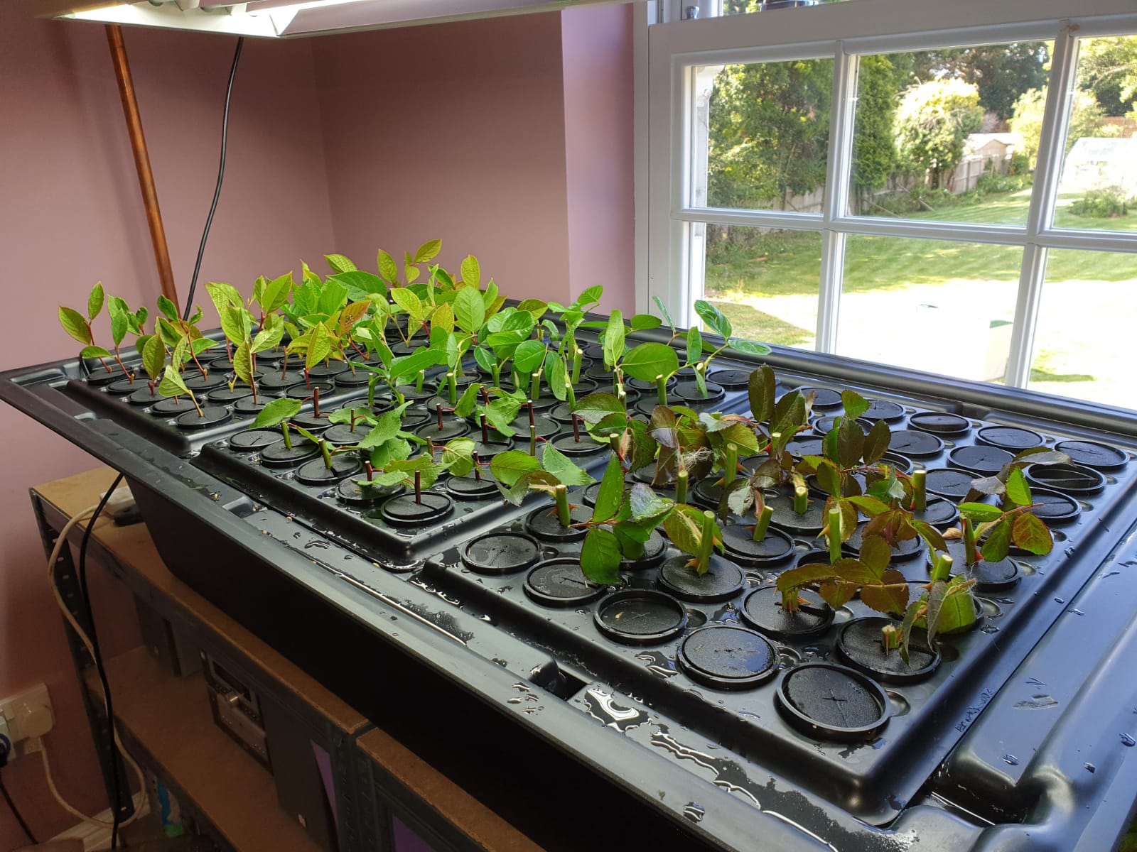 You are currently viewing X-Stream Aeroponic Propagator