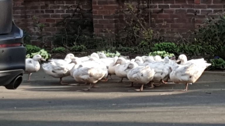 The ducks have moved into Cranford Farm