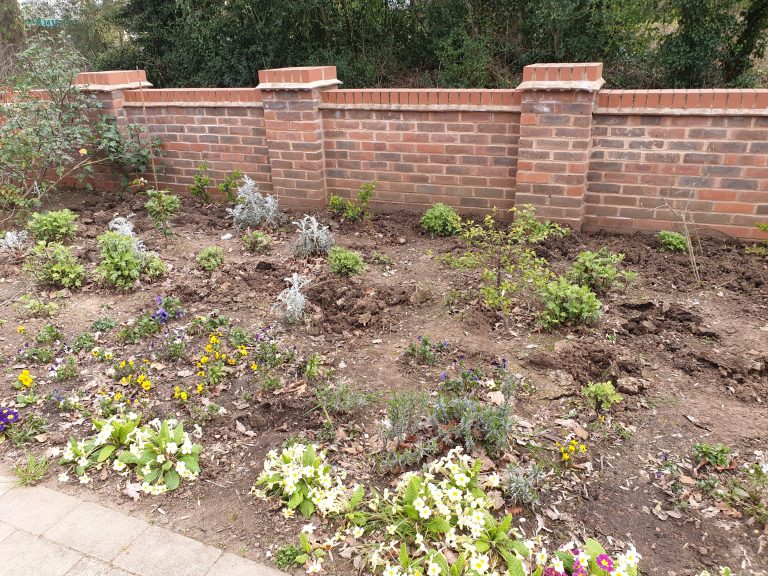 Cranford Farm – Aeroponics Series – Pyracantha – 2019