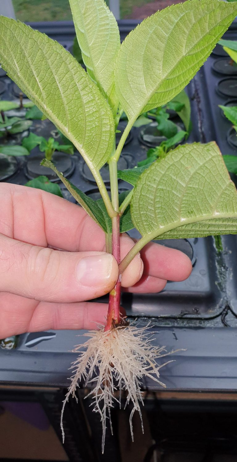 Aeroponics Series – Hydrangea