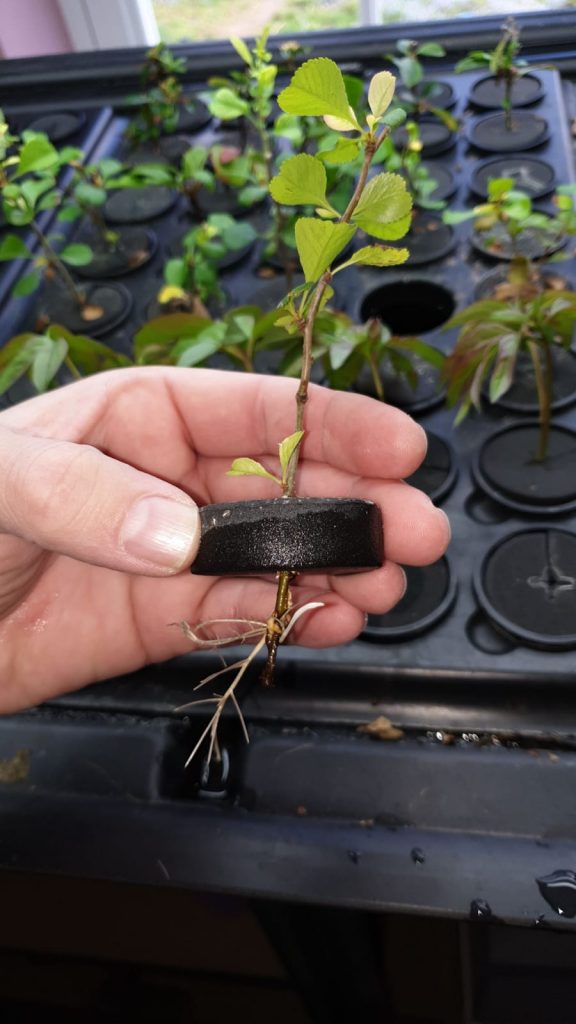 Aeroponics Pyracantha Cuttings
