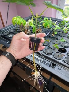 Read more about the article Aeroponics Series – Hops
