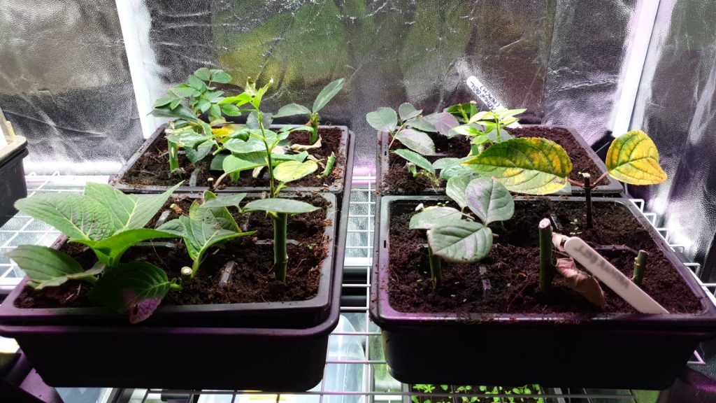 Using a Propagator Tent after starting cuttings off using aeroponics.