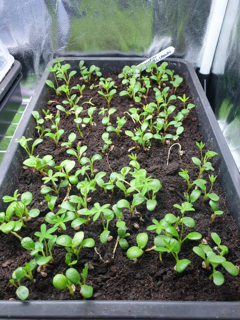 Starting seedlings in a Propagator Tent.