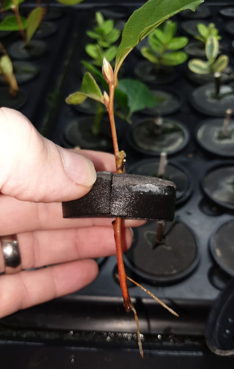 Aeroponics Series – Camelia
