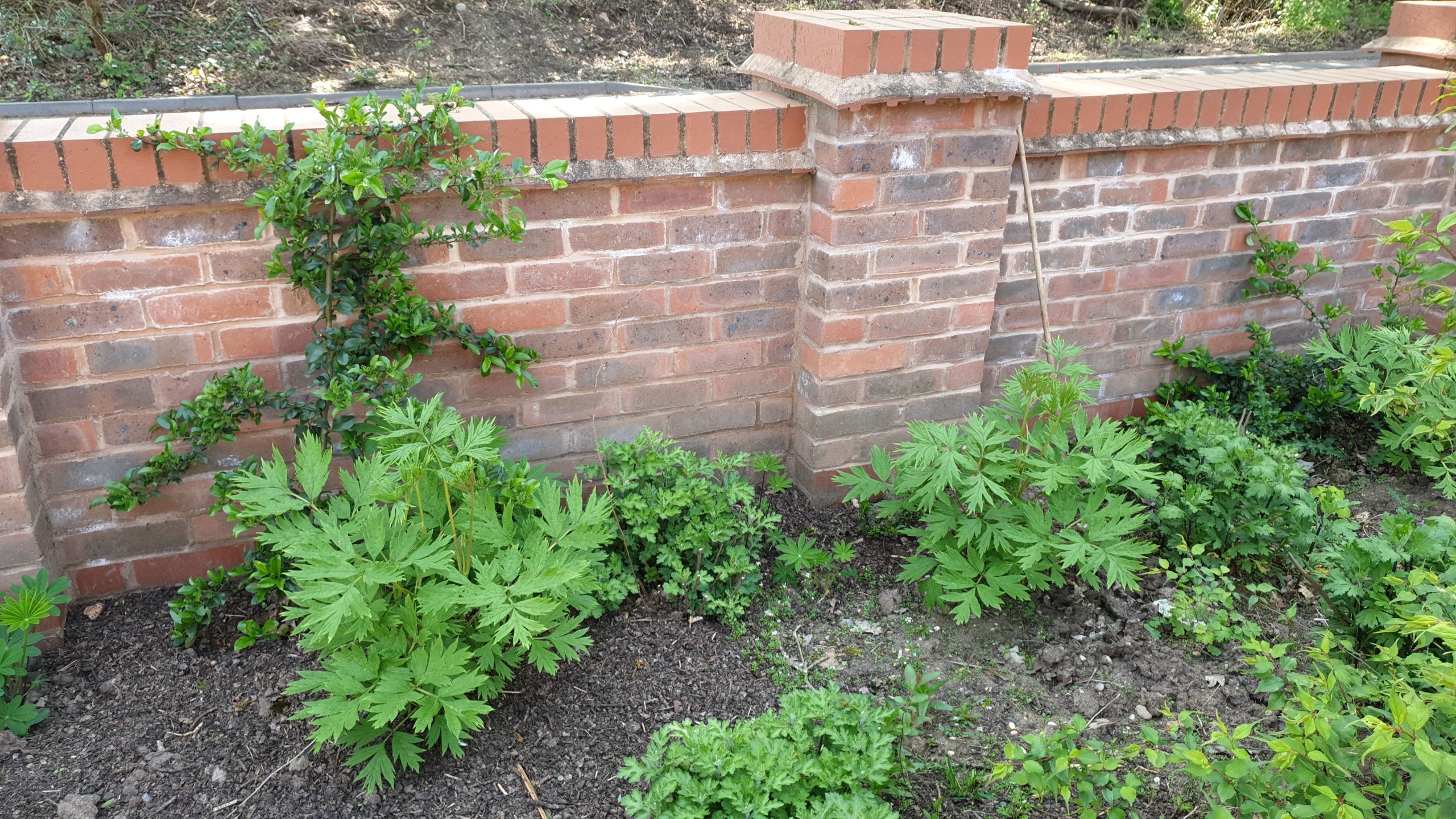 You are currently viewing Aeroponics Pyracantha – Cranford Farm – Aeroponics Series