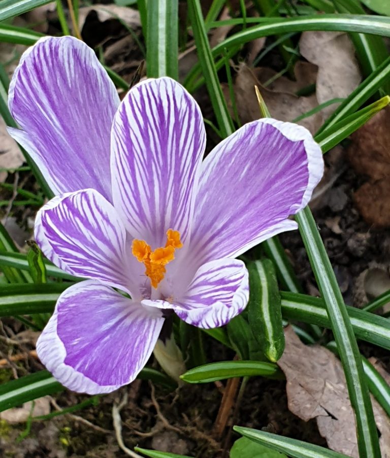 The Crocus bulbs that we planted in the lawn.
