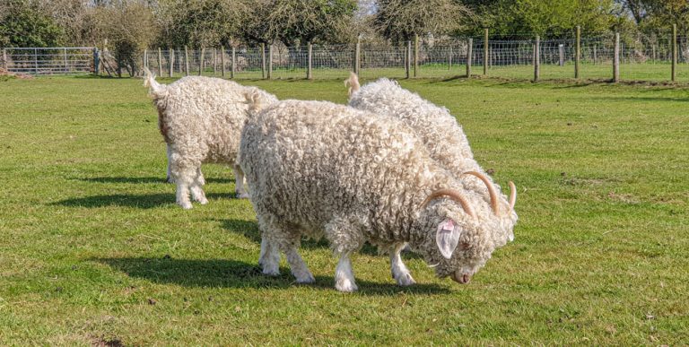 New Forest Mohair – Goat training day