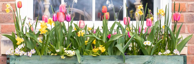 Tulips(and others) from Amsterdam