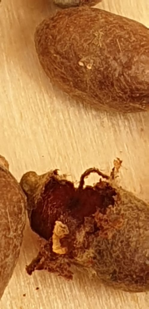 Mason Bees first one to hatch