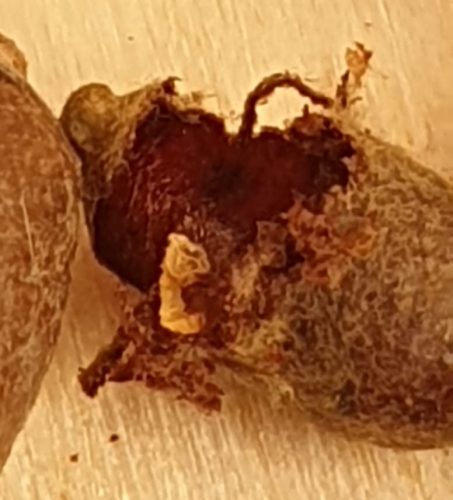 You are currently viewing Mason Bees