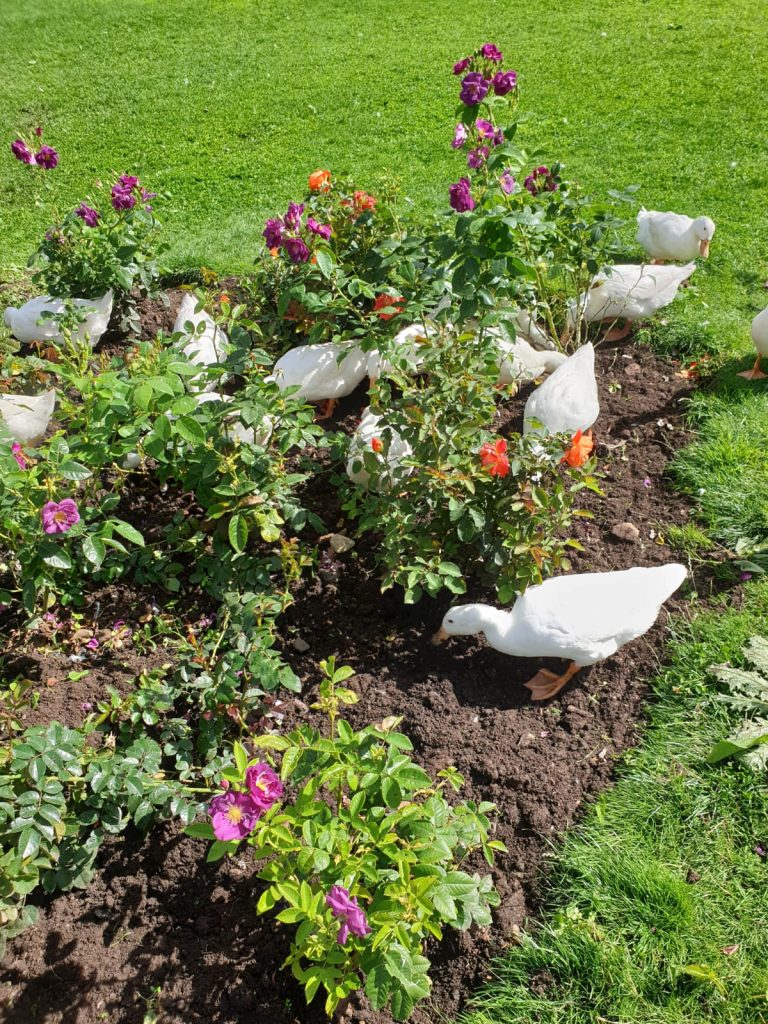 Our ducks enjoying a spot of weeding in the rose beds